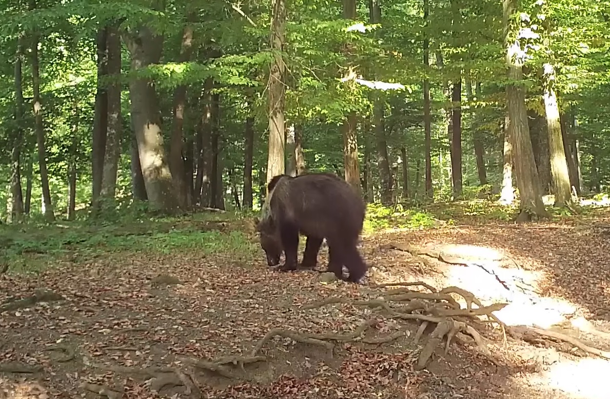Medvék közti konfliktusra figyelmeztetnek a nógrádi medvefigyelők