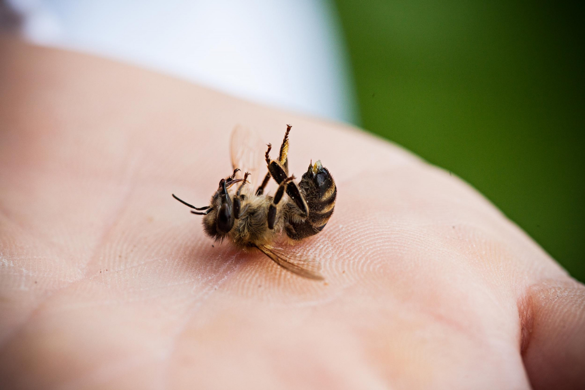 Keserű jövő vár ránk, ha hagyjuk, hogy kipusztuljanak a méhek