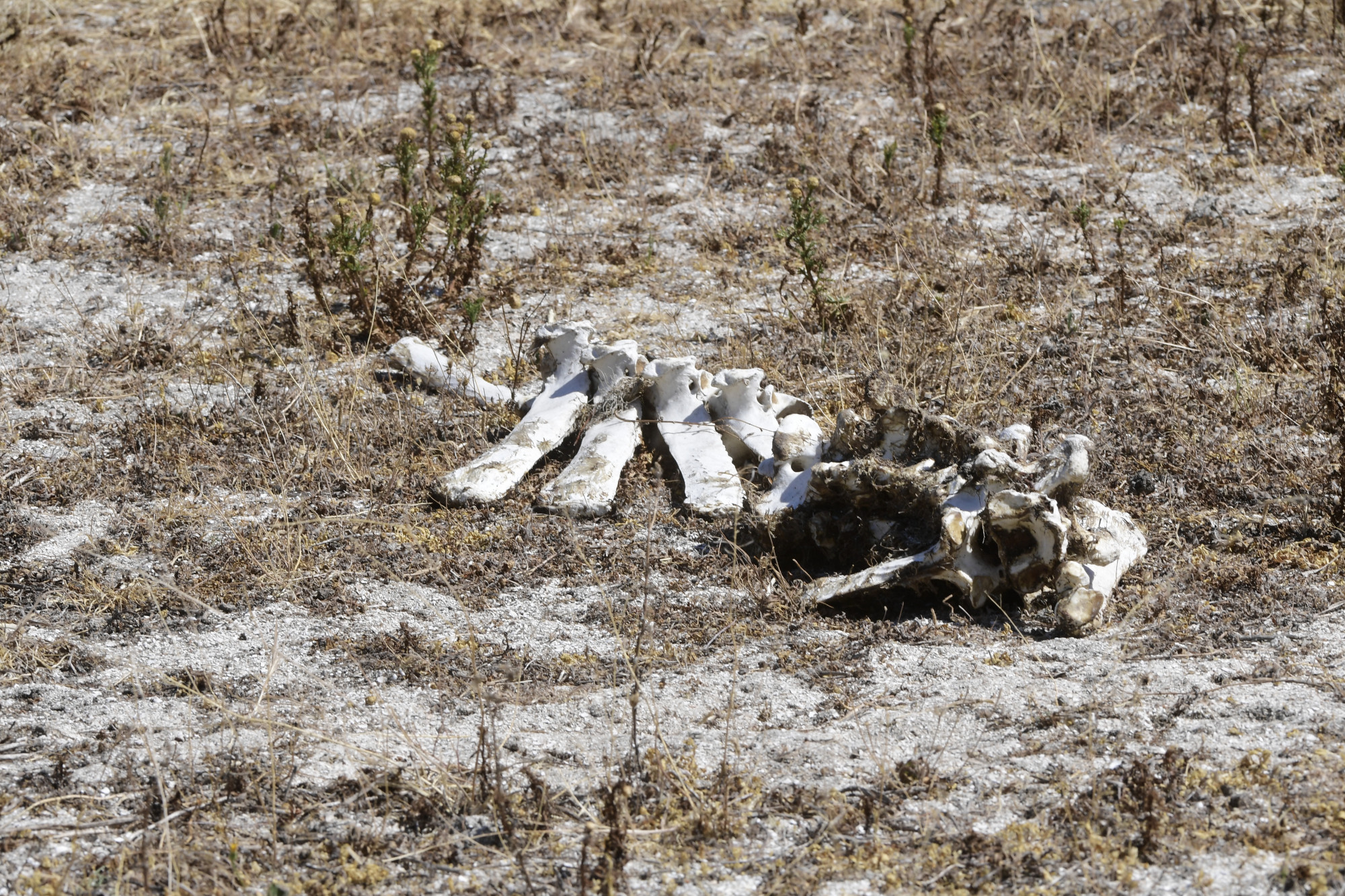 A dél-spanyolországi Donana Nemzeti Parkban elpusztult állatok maradványai fekszenek egy kiégett mezőn 2023. május 11-én.