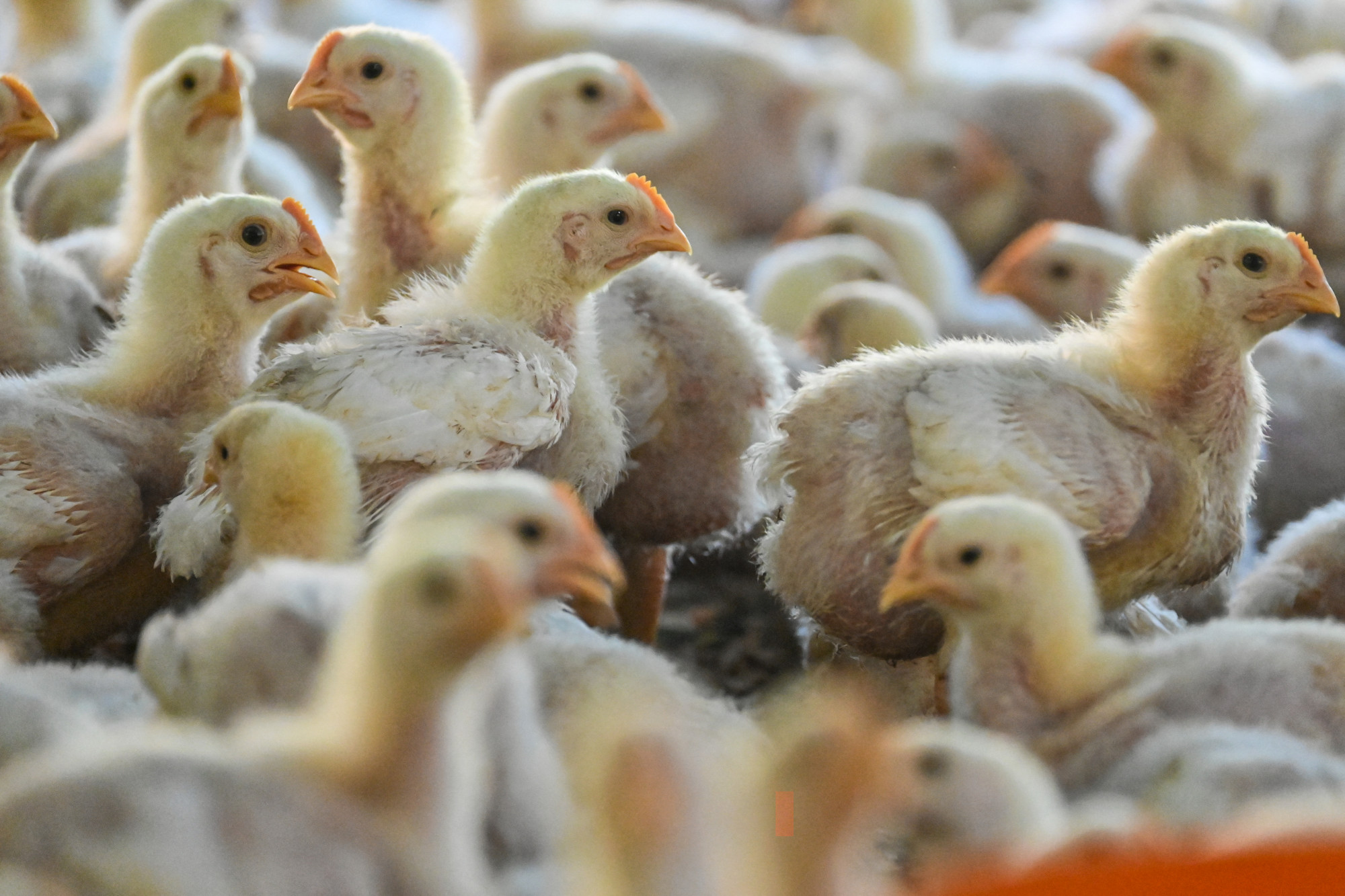 Két madárinfluenzás dolgozót találtak egy brit csirkegazdaságban