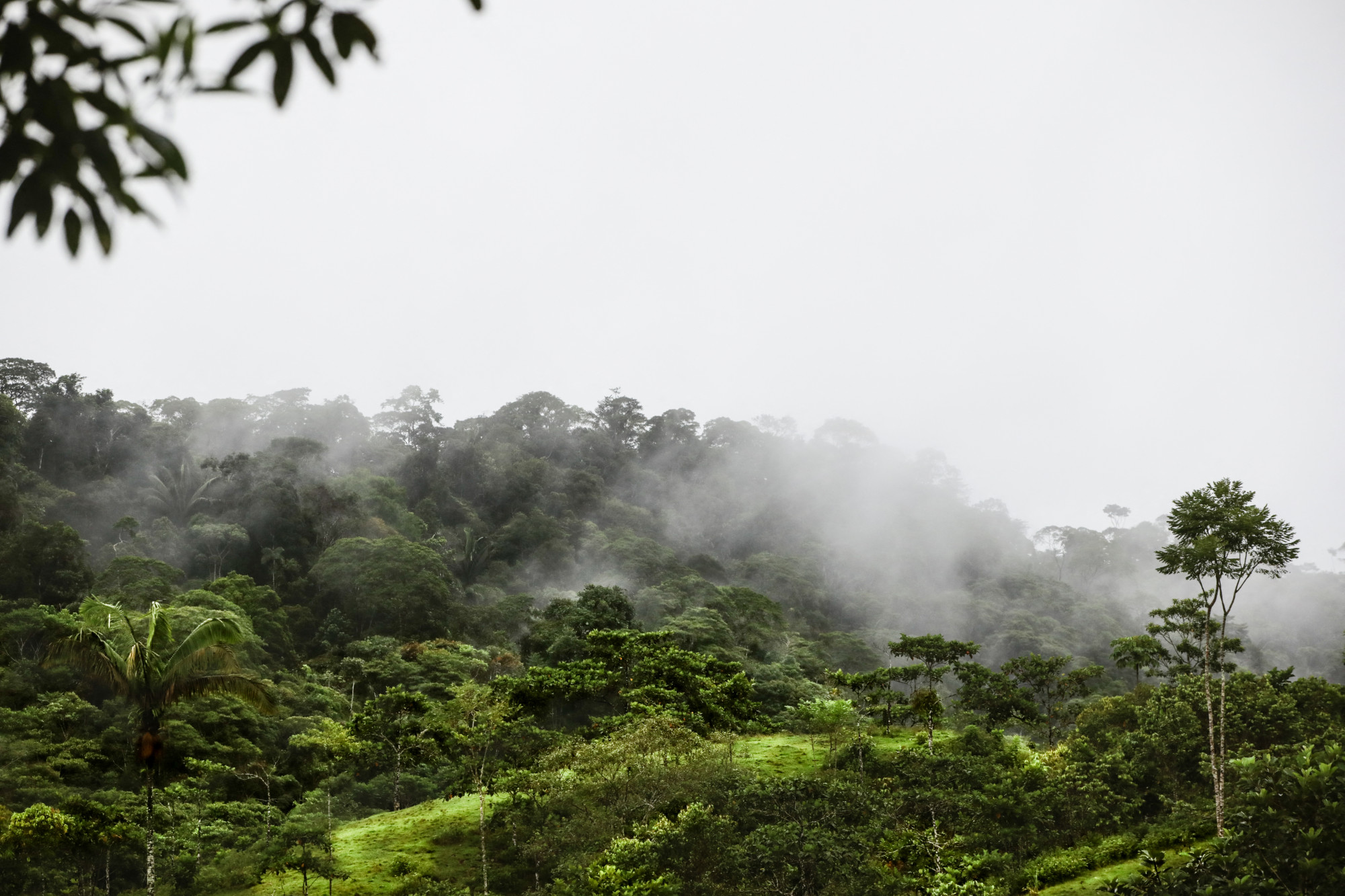 A repülőbaleset után két héttel találtak meg 4 gyereket a kolumbiai dzsungelben