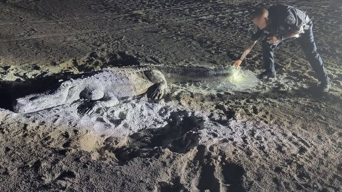 Homokaligátor okozott riadalmat a floridai Kincses-szigeten
