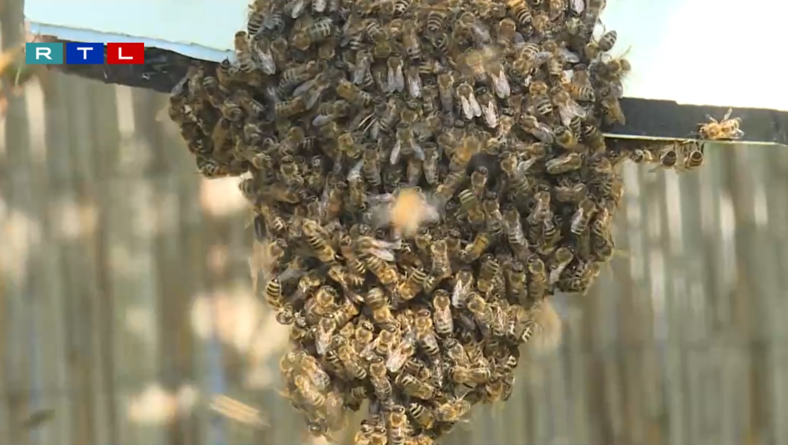 Negyvenezres méhraj költözött egy egri társasház udvarára