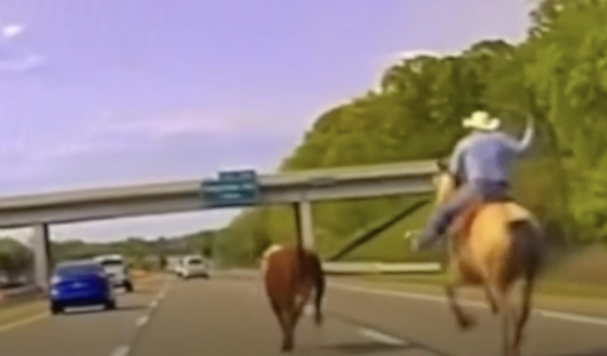 Egy michigani autópályán elszabadult tehenet fékezett meg lasszójával egy cowboy