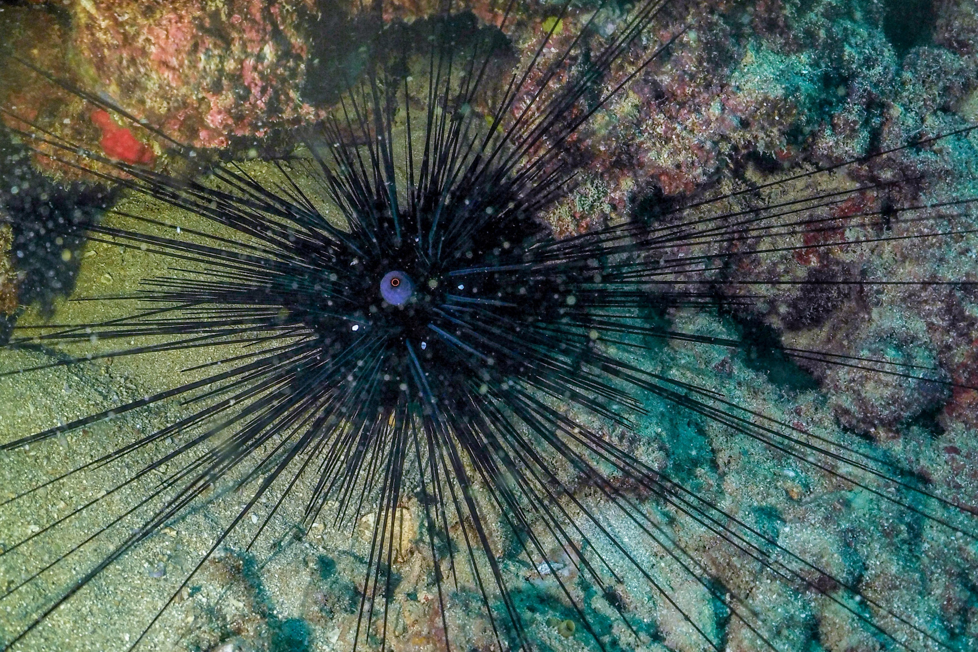 Parazita pusztítja tengeri sünöket a Vörös-tengerben
