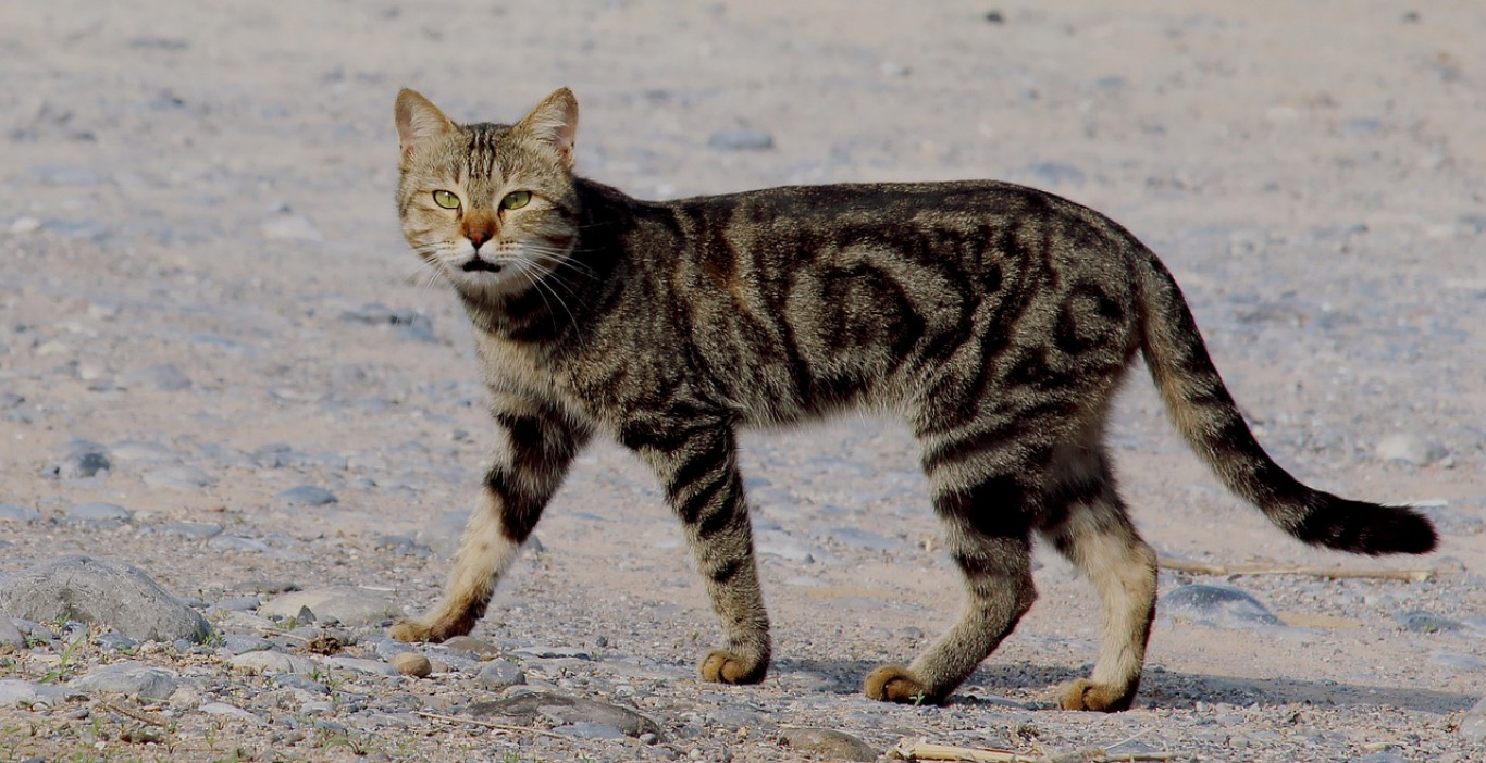 Nem árulnak többé kutya- és macskahúst Jakartában
