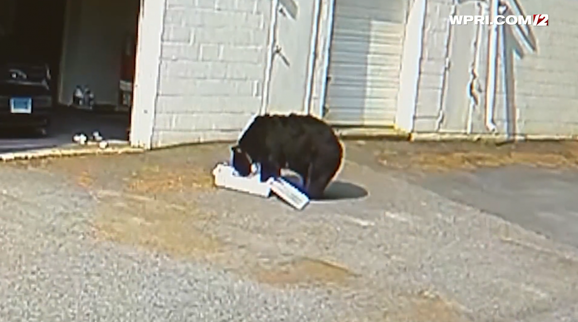 Hatvan muffinra rabolt ki egy amerikai pékséget egy fekete medve