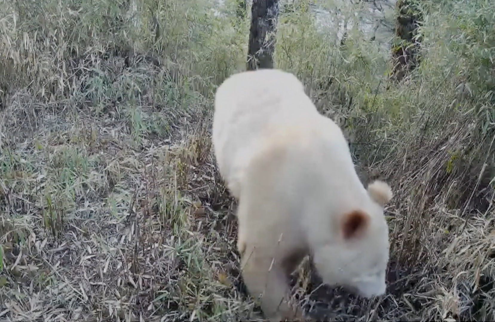 Újra észleltek egy nagyon ritka, albínó óriáspandát Kínában