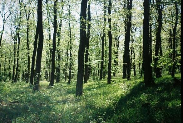 Átalakulhat a zárt gazdasági erdők mikroklímája, ha különböző alakú és méretű lékeket vágnak bennük