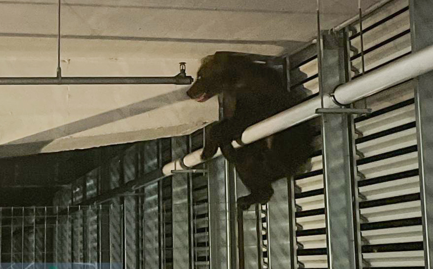 A brassói pláza parkolójában kószált egy medve