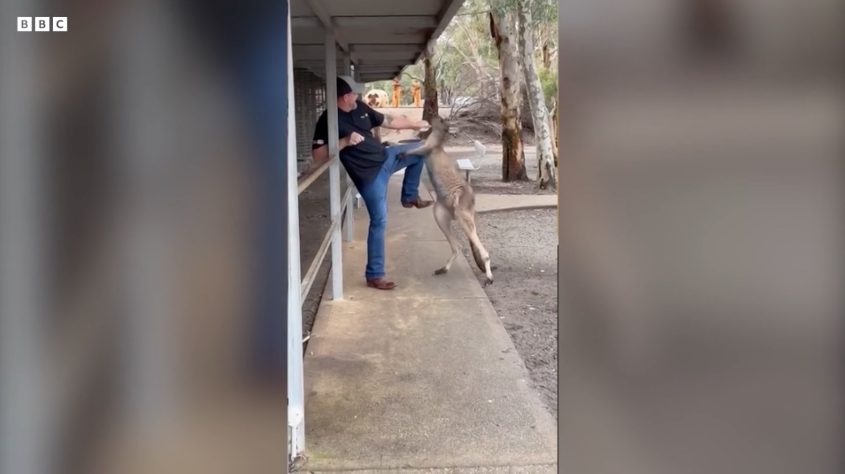 Hiába próbálta szép szóval meggyőzni a turista, hogy ne ugráljon, végül muszáj volt felpofoznia az agresszív kengurut