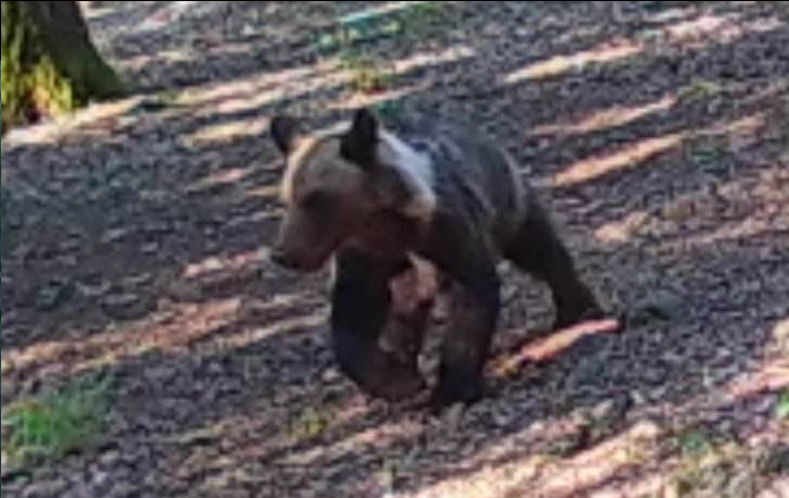 Ismét barnamedvét észleltek az Aggteleki Nemzeti Parkban