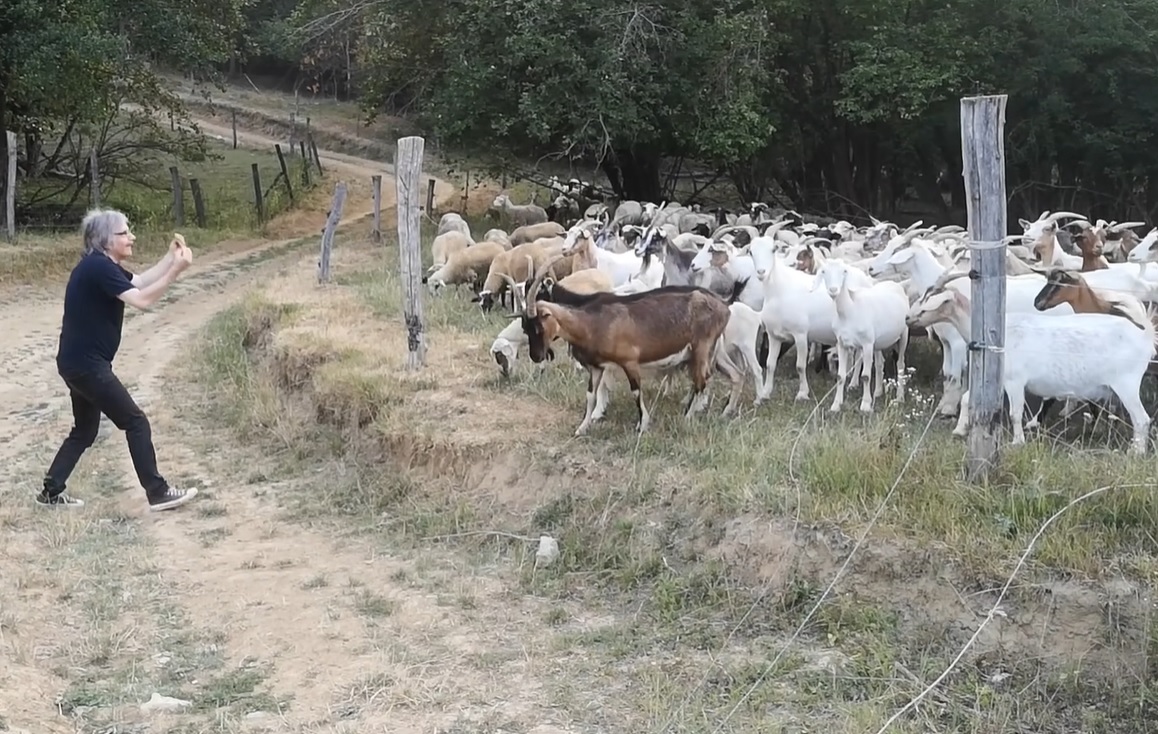 Elrohantak a kecskék Dolák-Saly Róbert elől