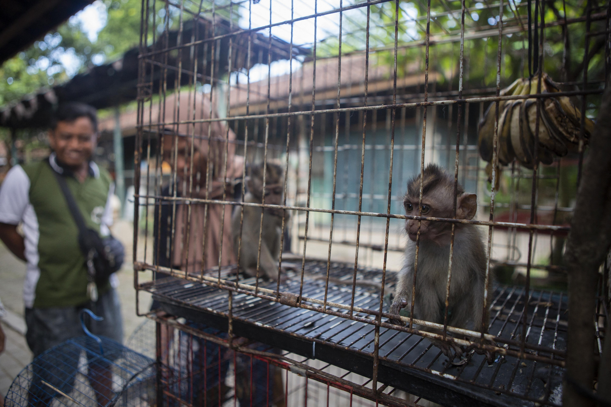 Szadista majomkínzók globális hálózatát leplezte le a BBC