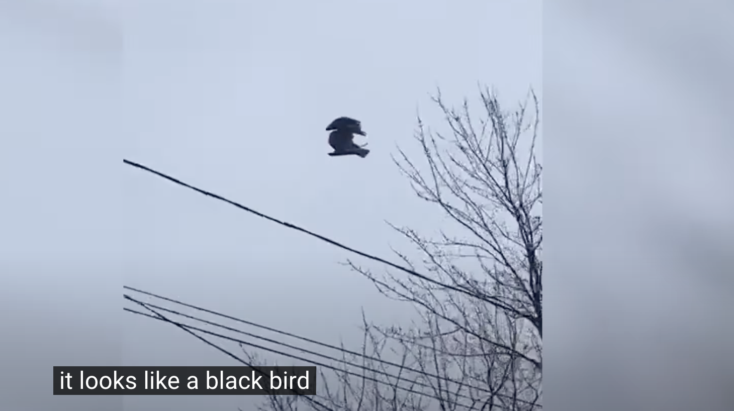 Már a fél világ azt találgatja, hogyan „fagyhatott meg a levegőben” a Kanadában lefilmezett madár