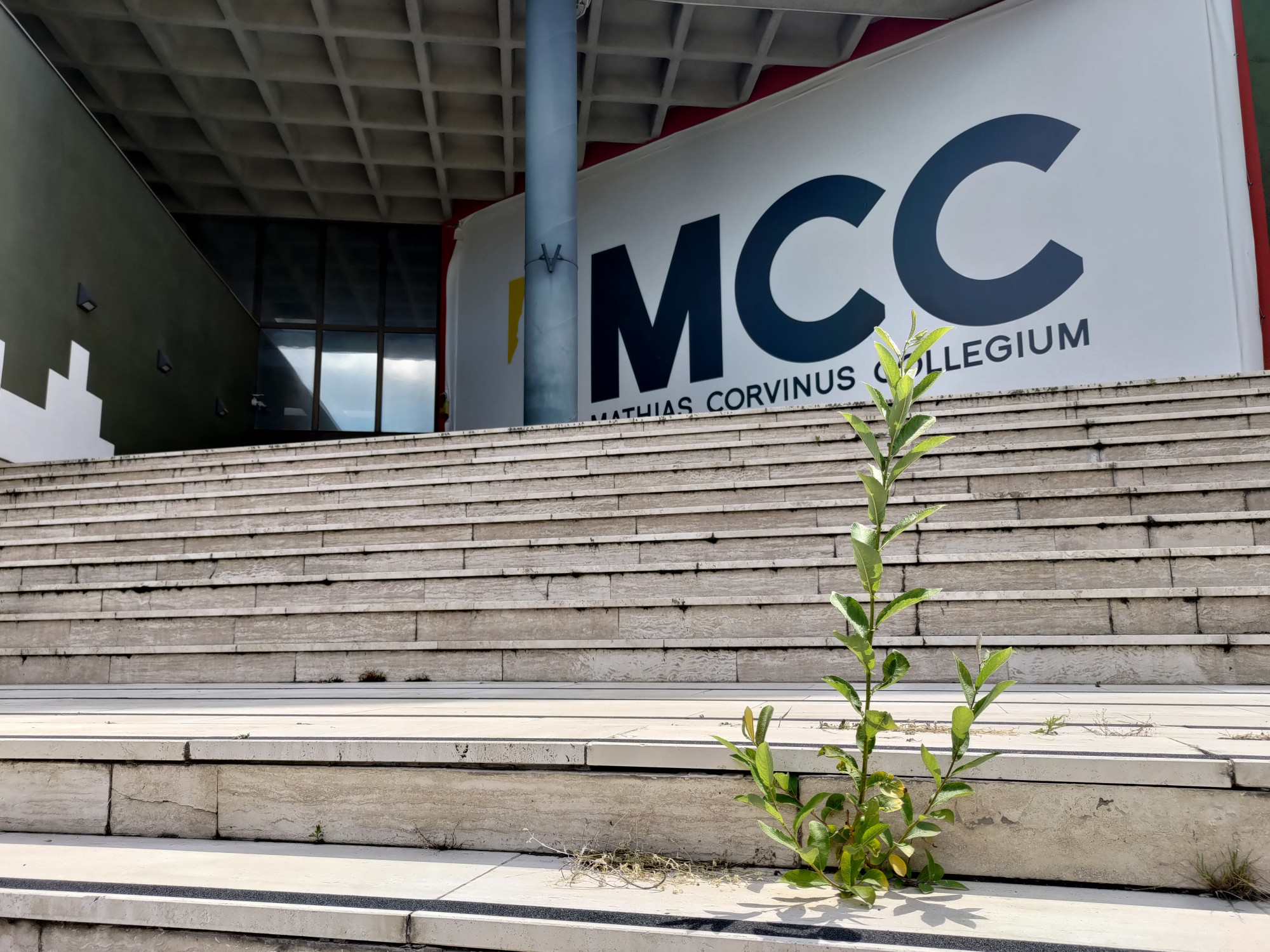 Életerős cserjék és ambiciózus gyomnövények uralják az MCC gellérthegyi épületeit