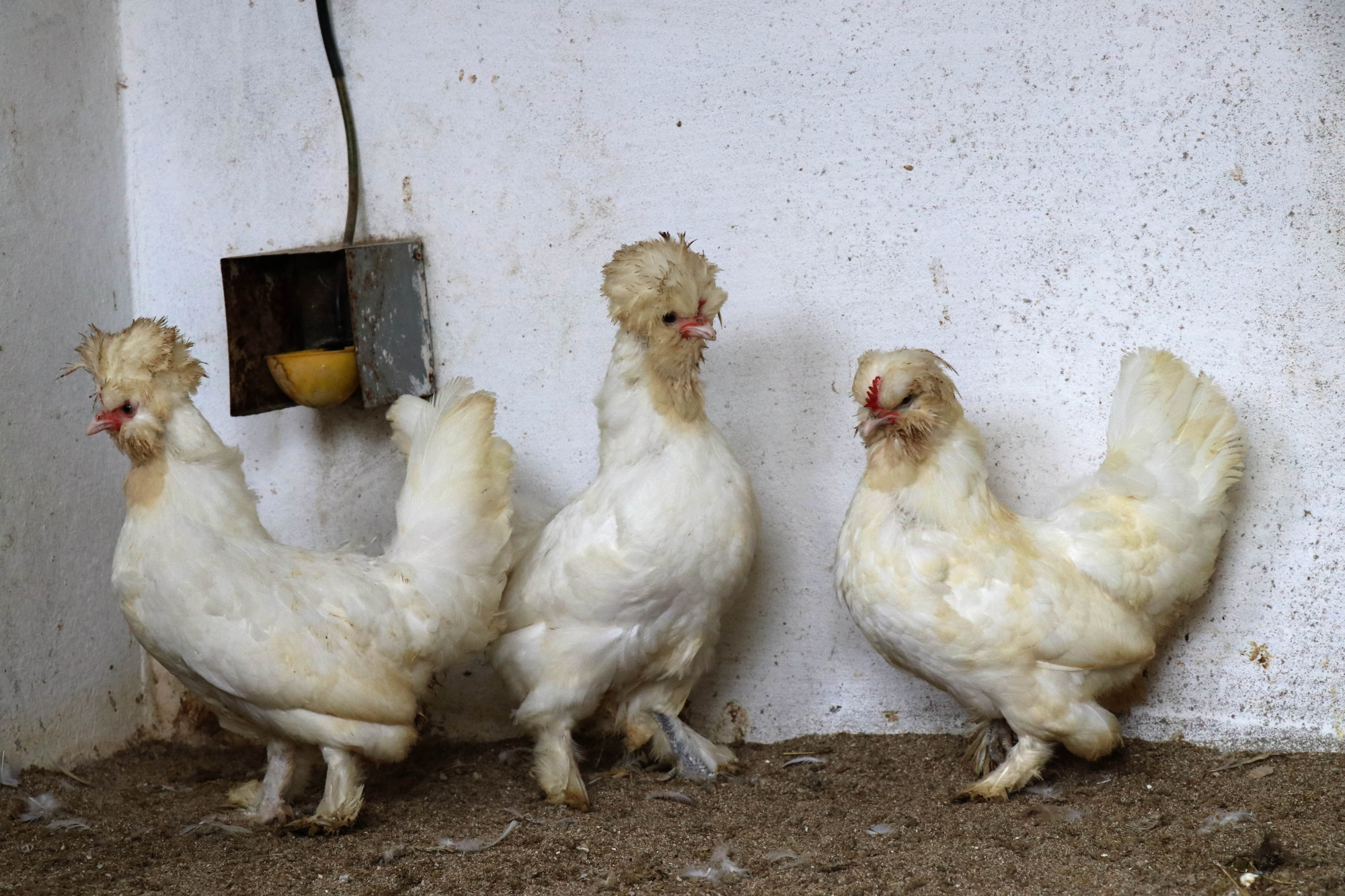 Megkapta az amerikai engedélyt a laborban előállított csirkehús