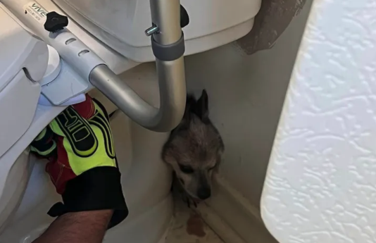 Hűsölni akart, de beszorult a vécé mögé egy kiskutya Texasban