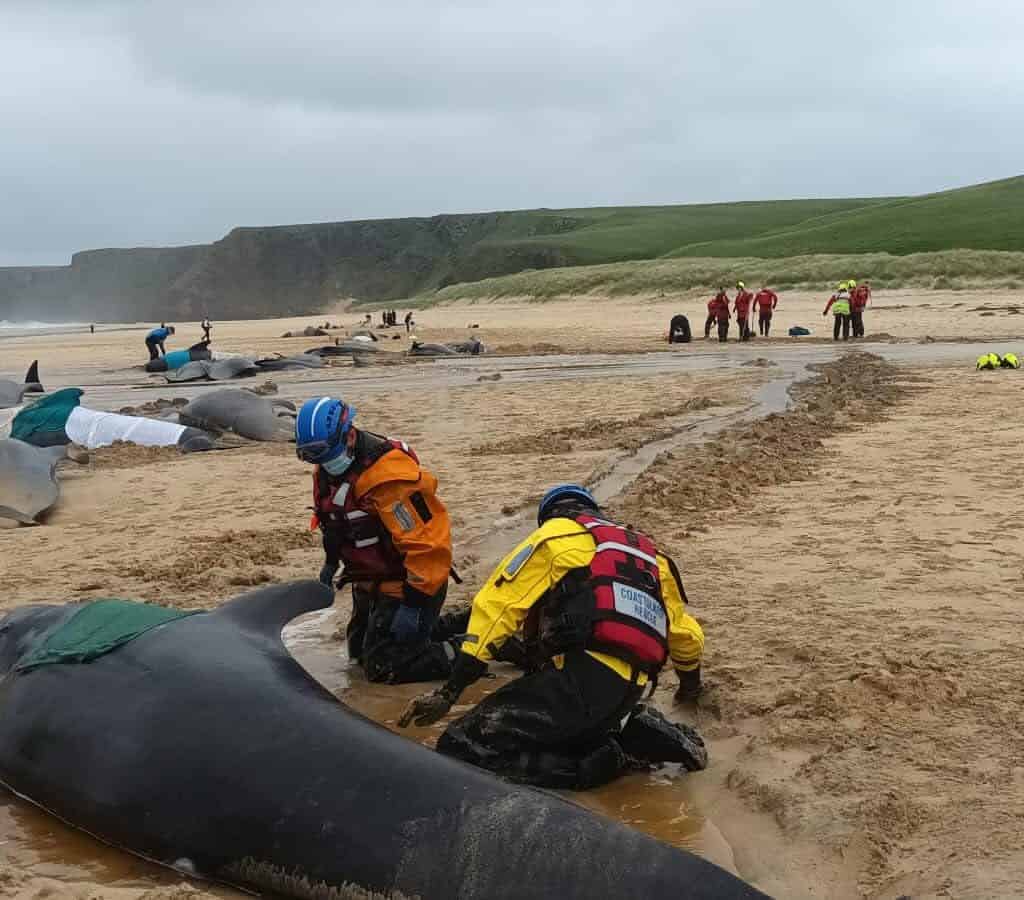 Több mint 50 gömbölyűfejű delfin pusztult el a skóciai Lewis-sziget partjainál