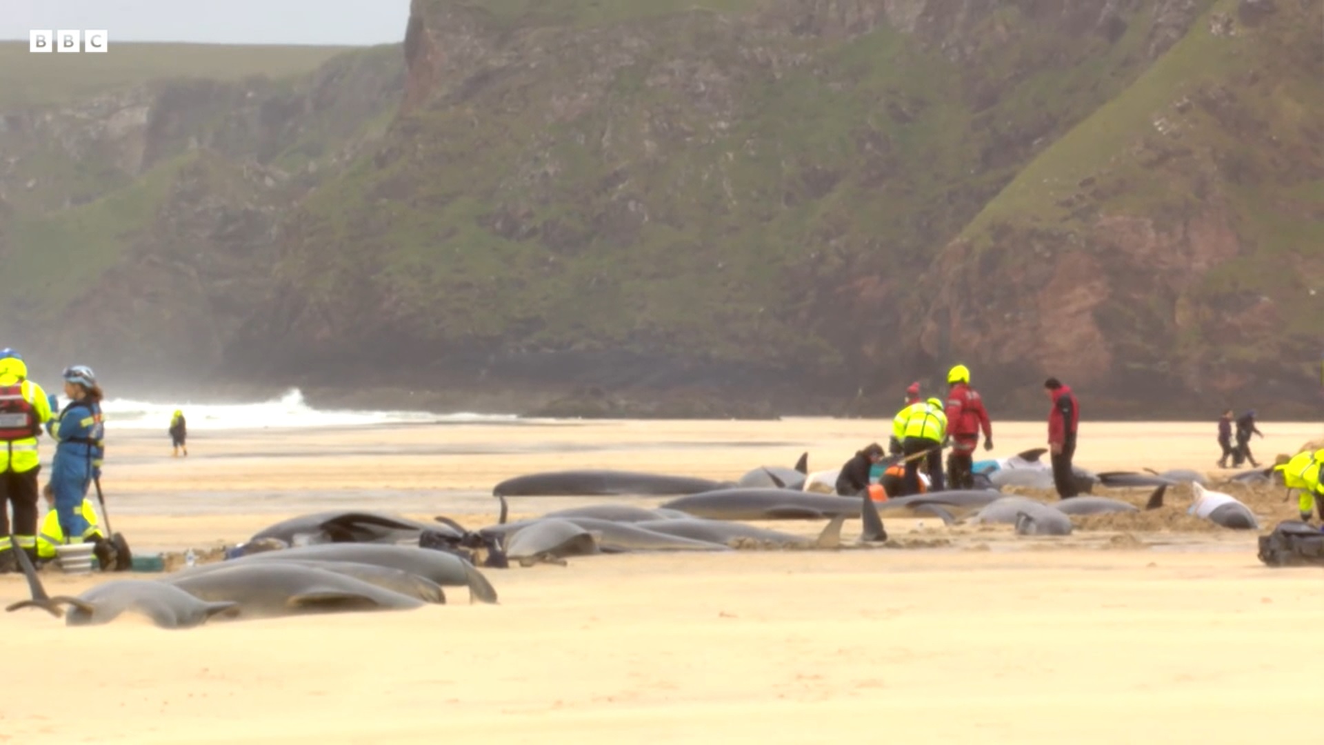 55 gömbölyűfejű-delfin sodródott partra és pusztult el a skót partokon