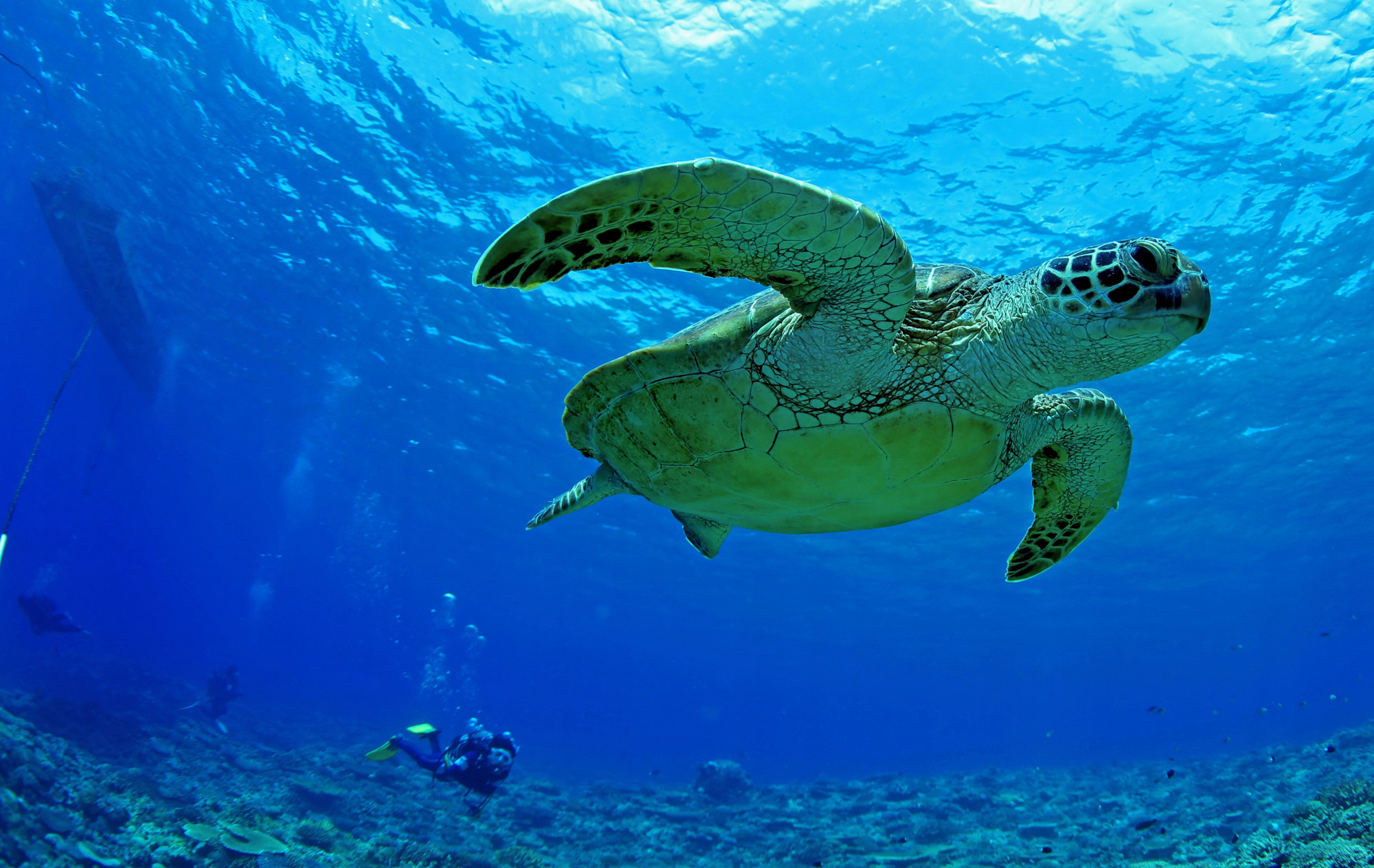 Pusztul a tengerifű, és ez megpecsételheti a levesteknősök sorsát is