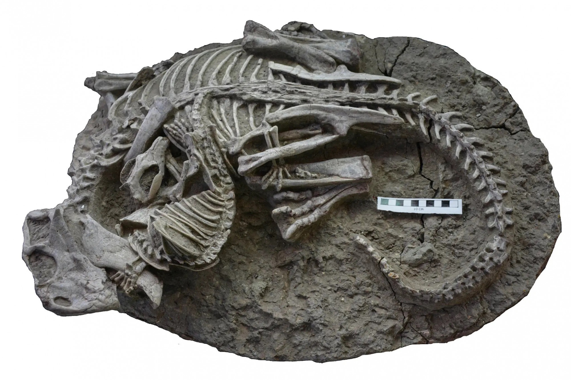 Kínai leletek mutatnak rá, hogy emlősök is vadászhattak dinoszauruszokra
