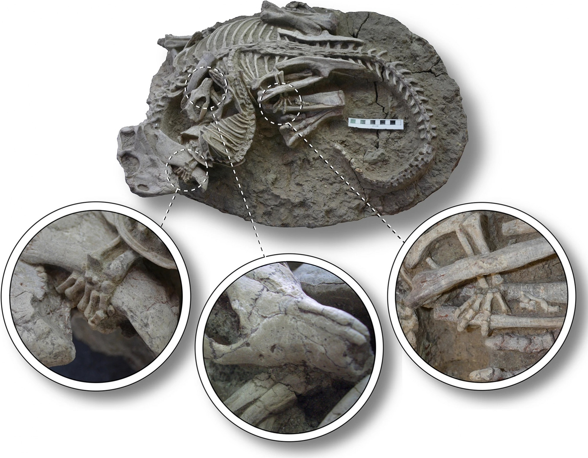 Psittacosaurus lujiatunensis és Repenomamus robustus a fosszíliába zárva