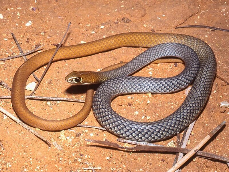 Új mérgeskígyófajt azonosítottak Ausztráliában