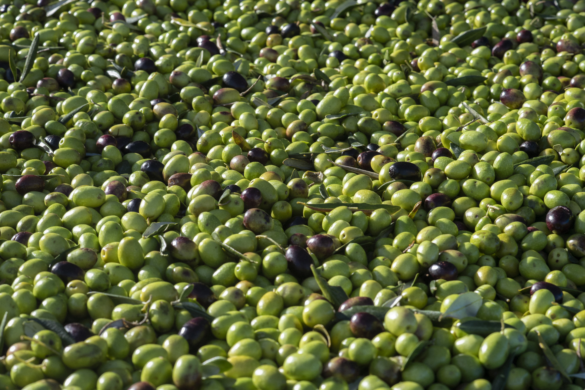 Harvardi tudósok: az olívaolaj fogyasztása 28 százalékkal csökkentheti a demenciához köthető halálozás kockázatát