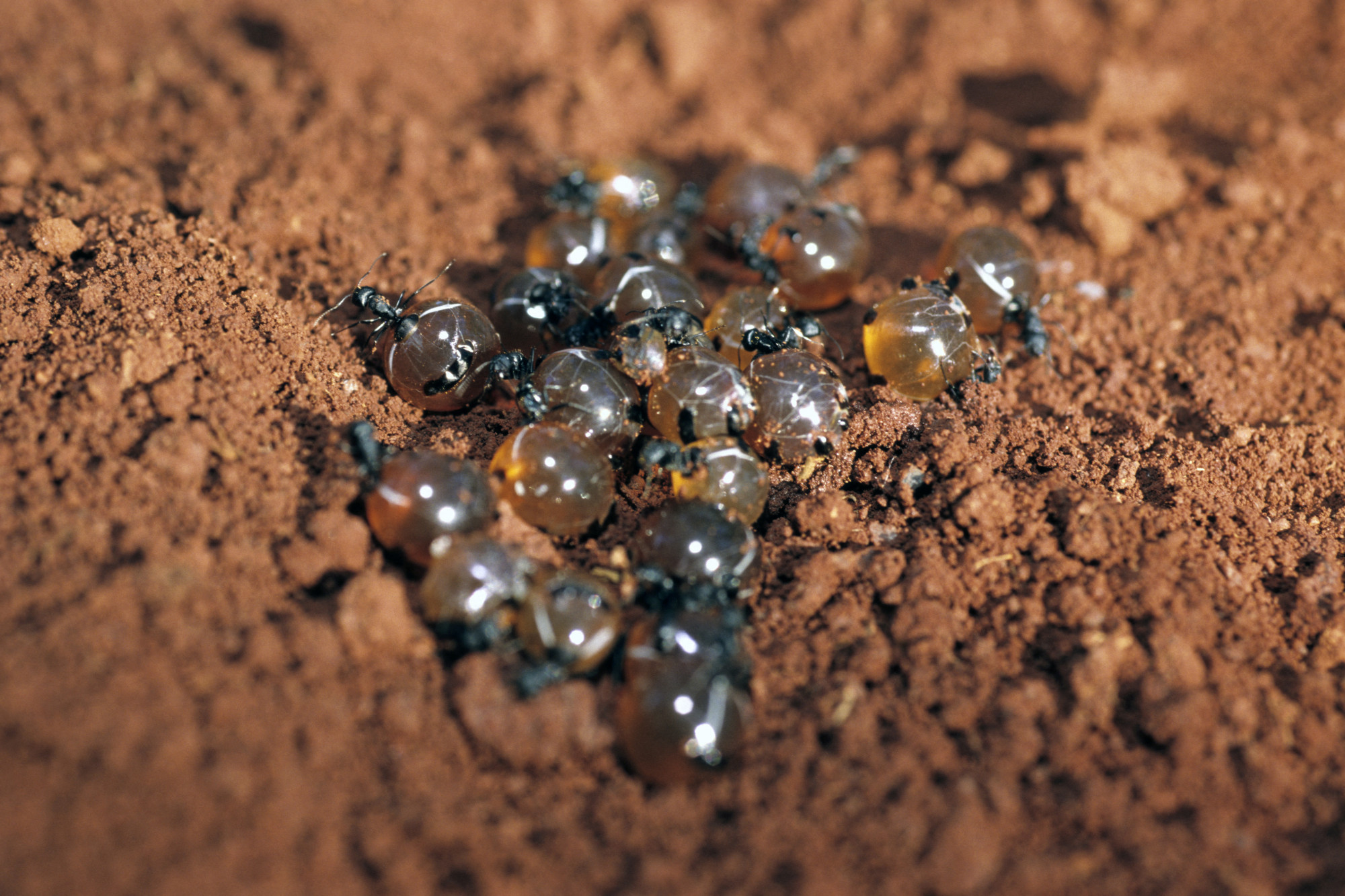 Az ausztrál hangyák méze gomba- és baktériumellenes hatóanyagot tartalmaz
