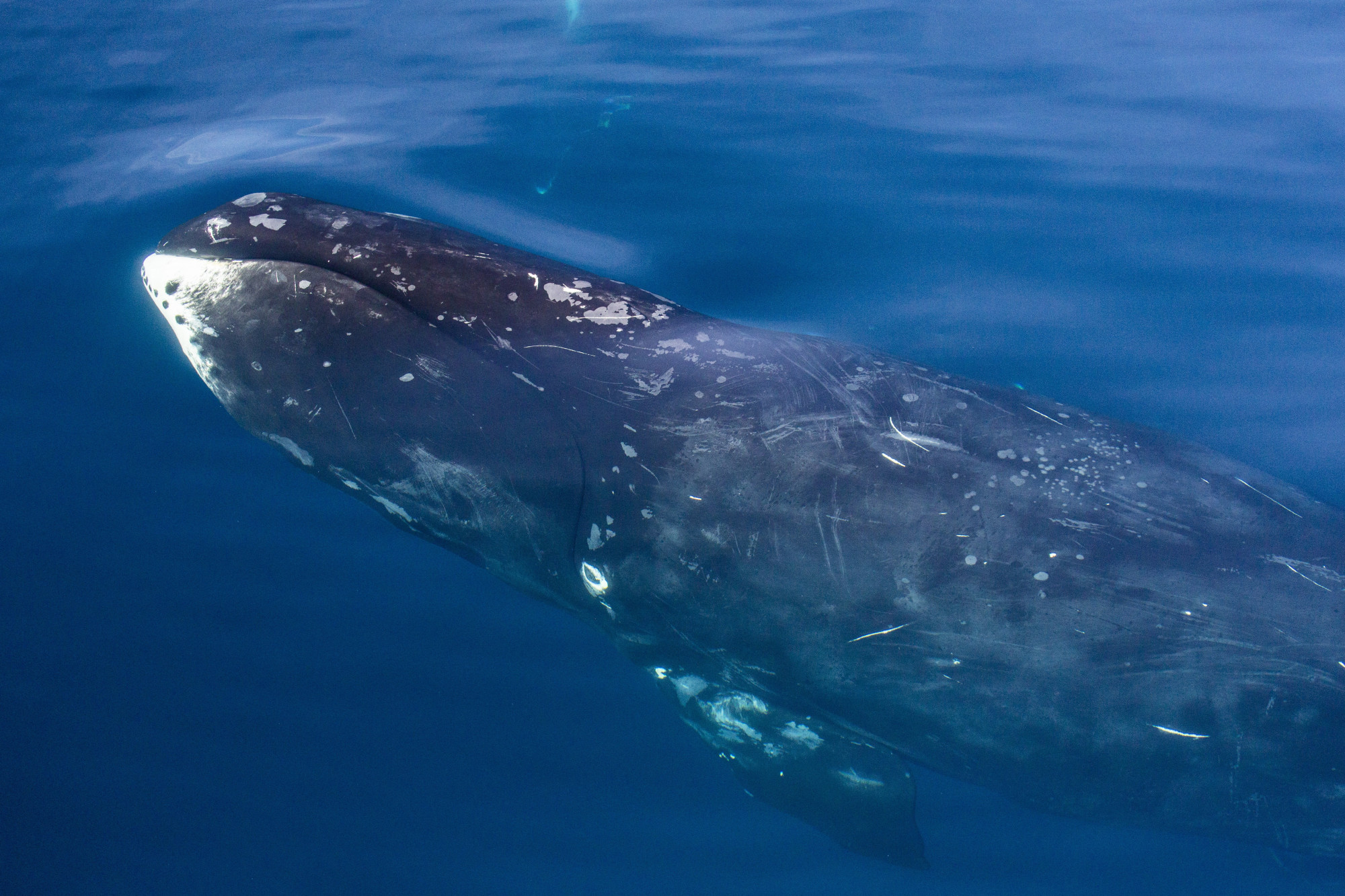 Új trónkövetelő a leghosszabb ideig vemhes emlősök között: grönlandi bálna, 23 hónap
