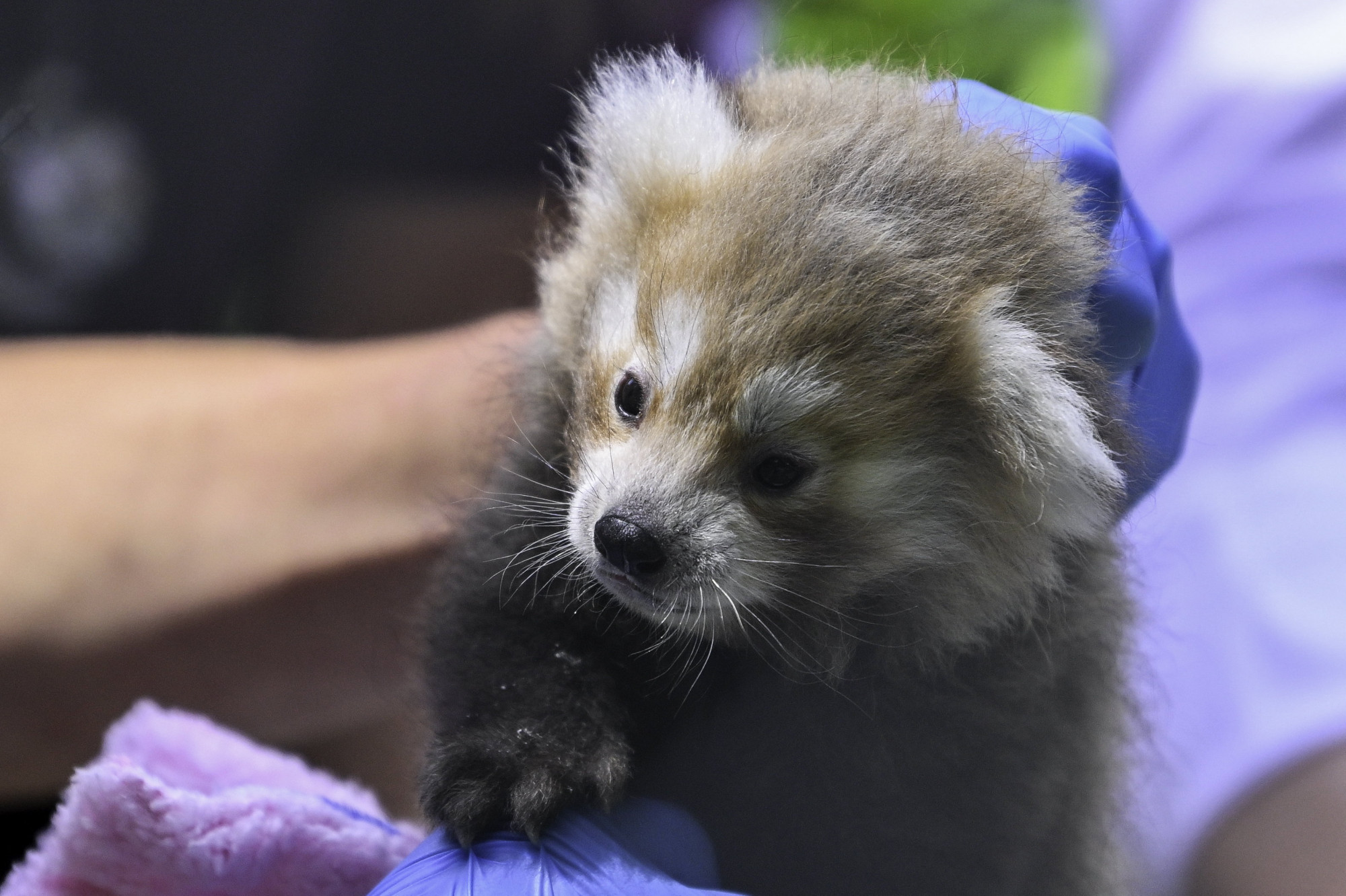 Több mint egy hónapon át bizonytalan volt a debreceni pandakölyök neme