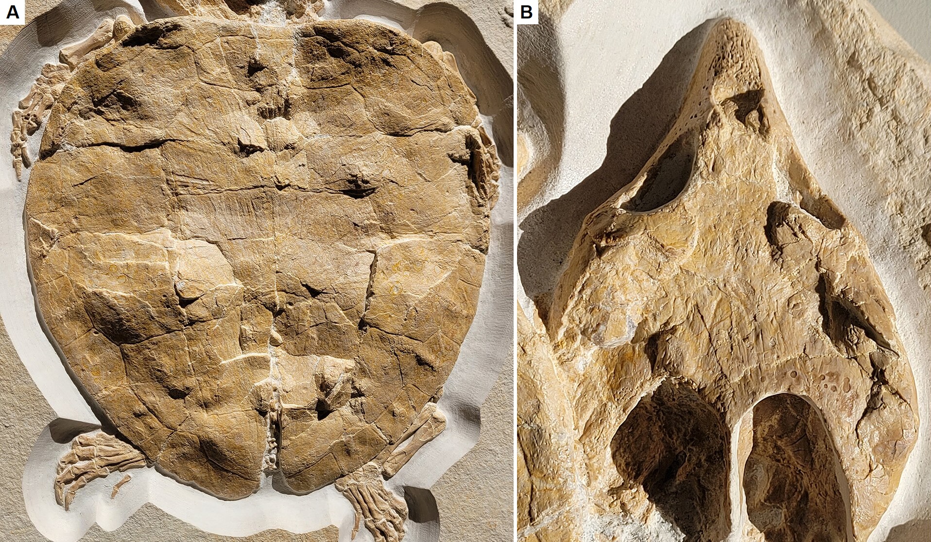 Kitűnő állapotban találtak rá a 150 millió éve élt ősteknős kövületére