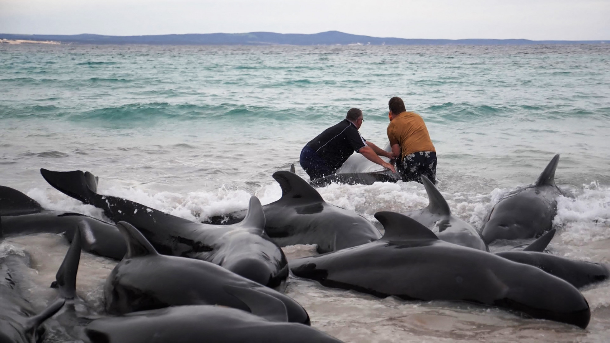 Nem tudták őket visszaterelni a tengerbe, így tömegesen altattak el delfineket Ausztráliában