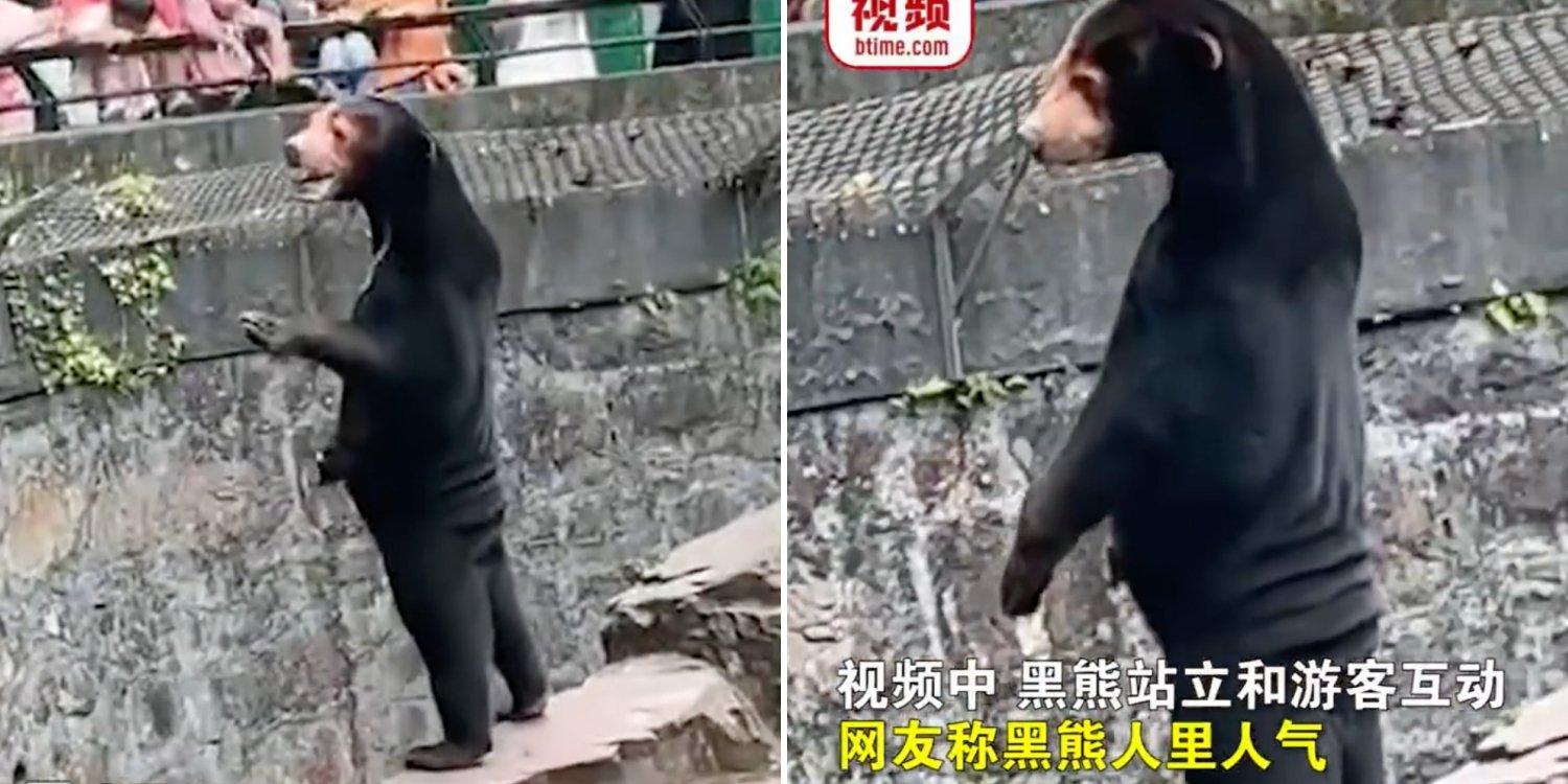 A medvéink valódiak, állítja a kínai állatkert, tagadva, hogy az állatok jelmezbe bújt emberek lennének