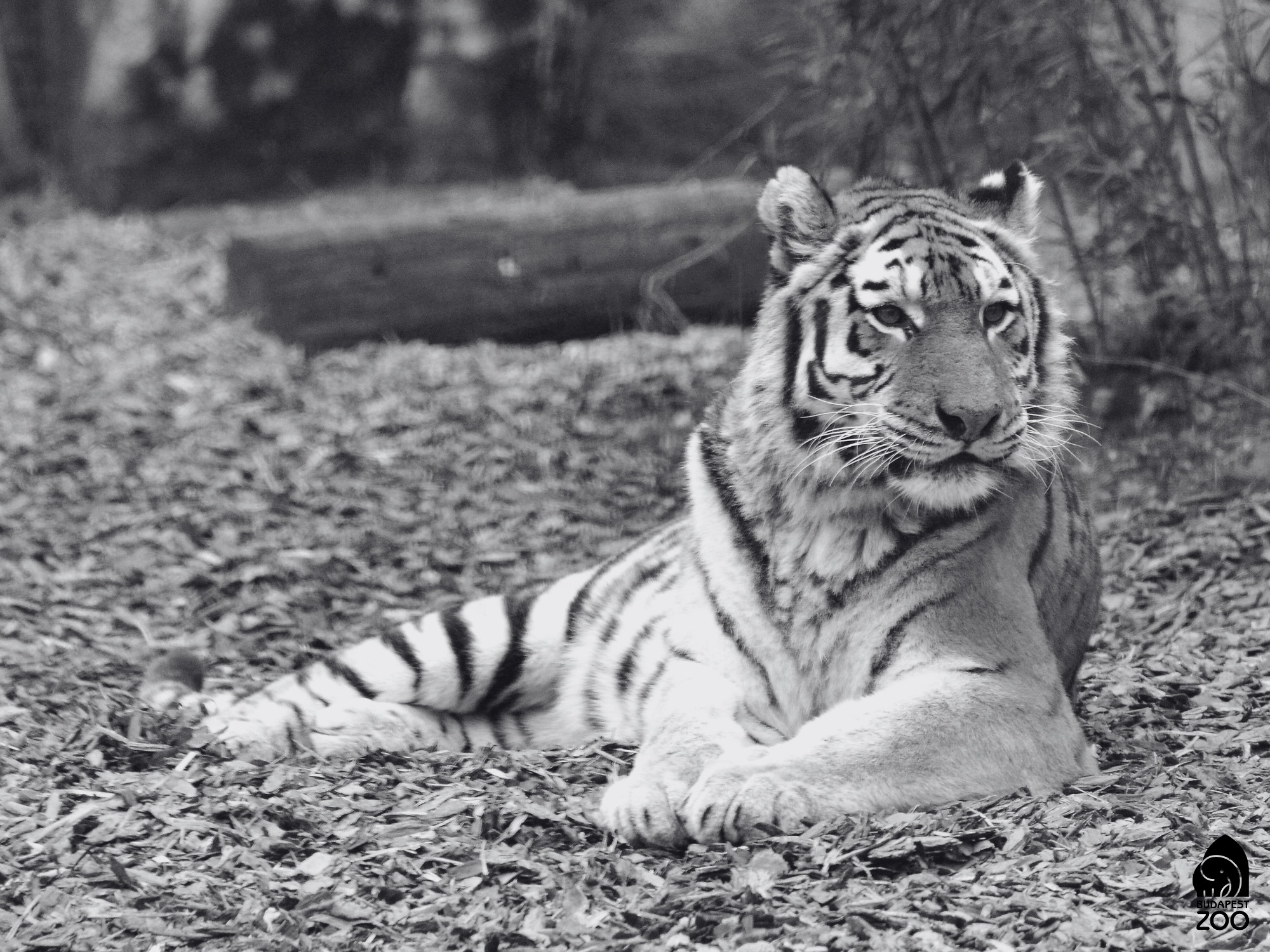 17 éves korában elaltatták Nivát, a fővárosi állatkert nőstény szibériai tigrisét