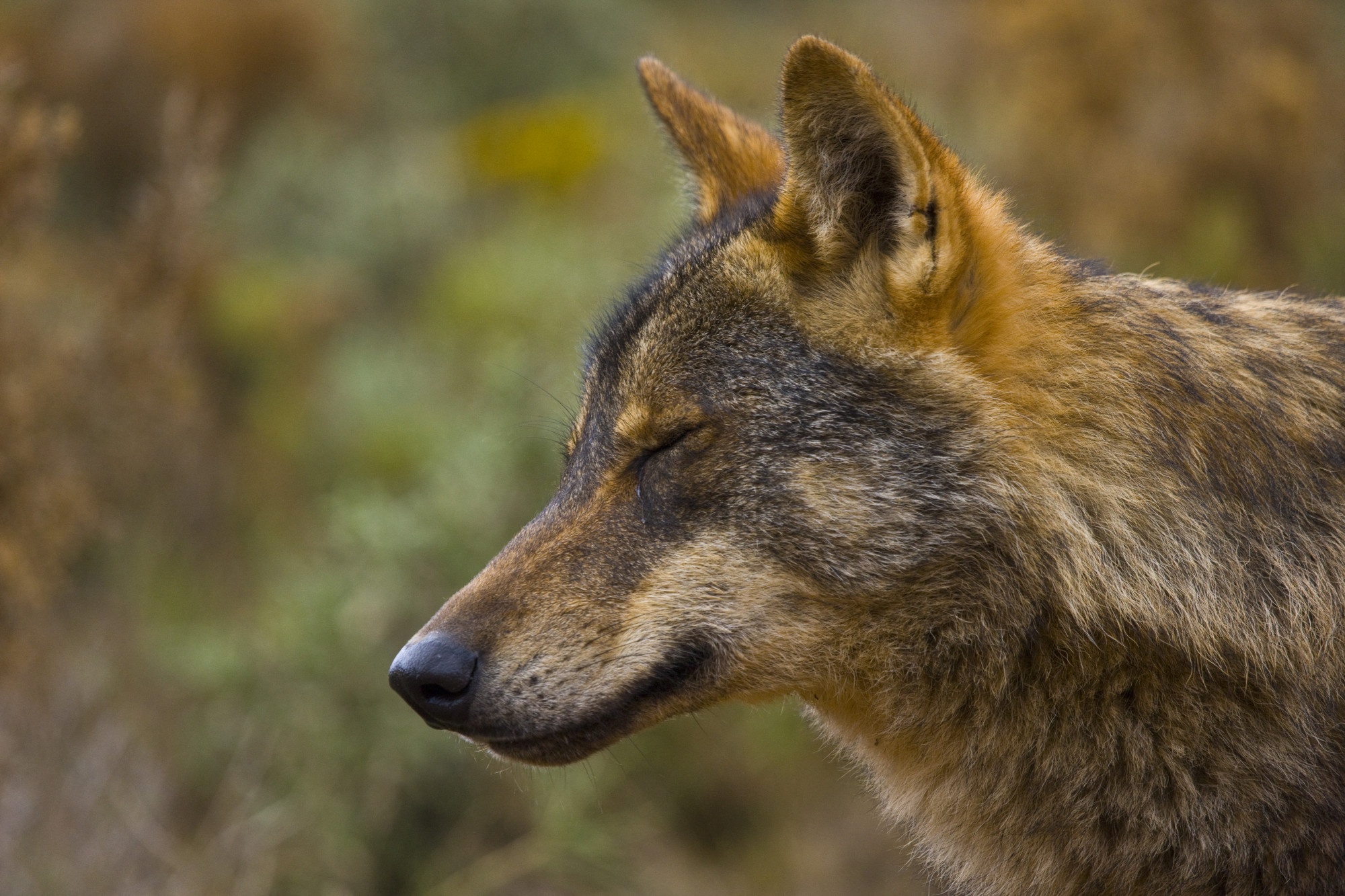 Kihaltak az ibériai farkasok Andalúziában