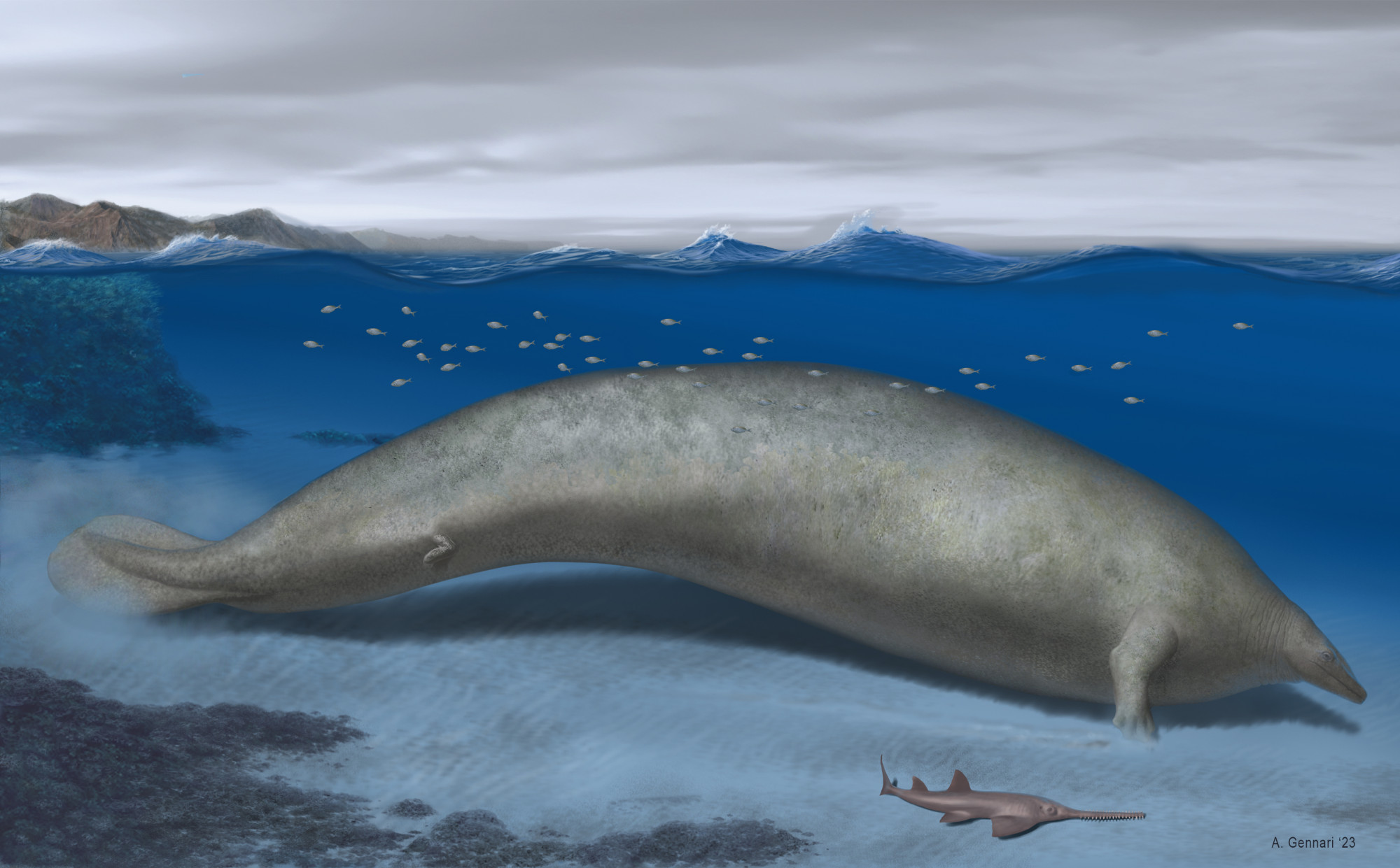 Felfedezték az eddig ismert legnagyobb állatot, íme a Perucetus colossus