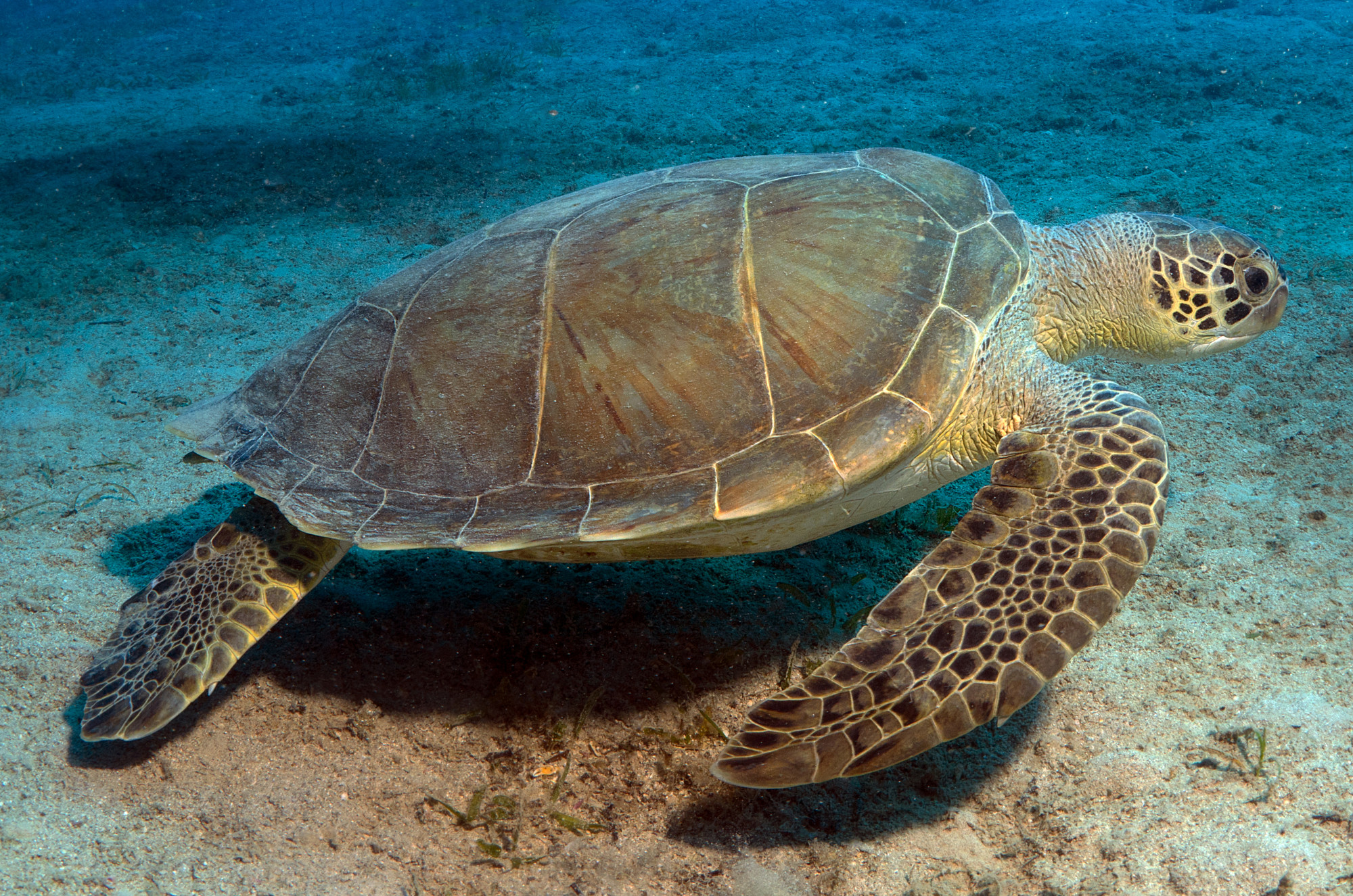 Agresszív teknősök támadtak meg strandolókat Horvátországban