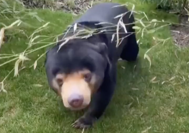 Véget vethet a maláj medvéről szóló találgatásoknak egy brit állatkert