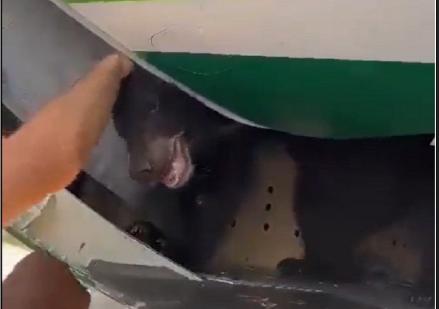 Kiszökött egy medve a szállítóládájából egy felszállásra készülő repülőgépen