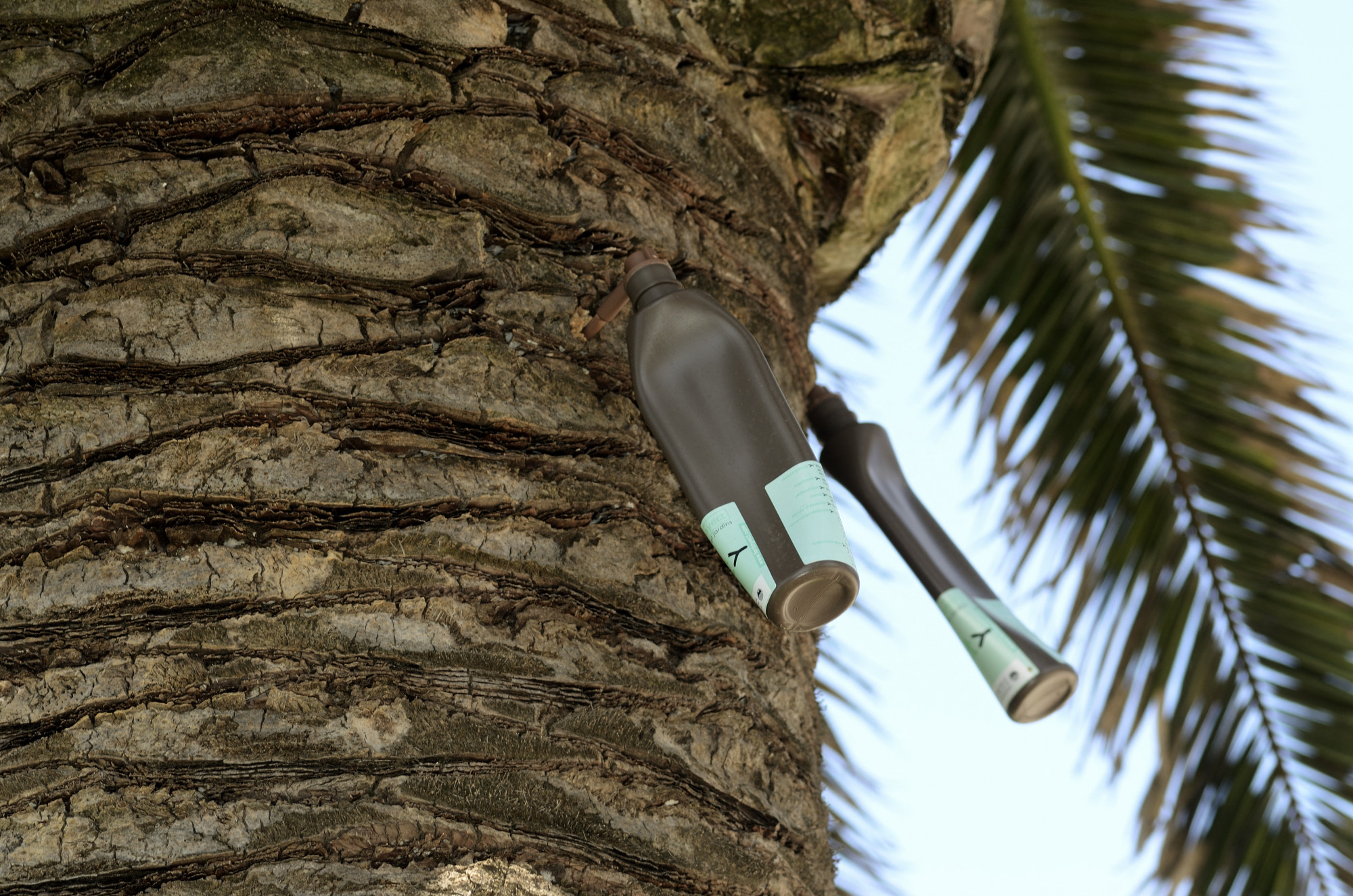 Pálmafa, amelyet a lárváktól törzsinjektálással próbálnak megvédeni Franciaországban.