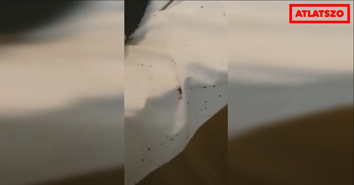 Kiszivárgott egy videó arról, hogy tetőtől talpig ágyi poloskák lepnek el egy mentálisan sérült beteget a szentgotthárdi otthonban
