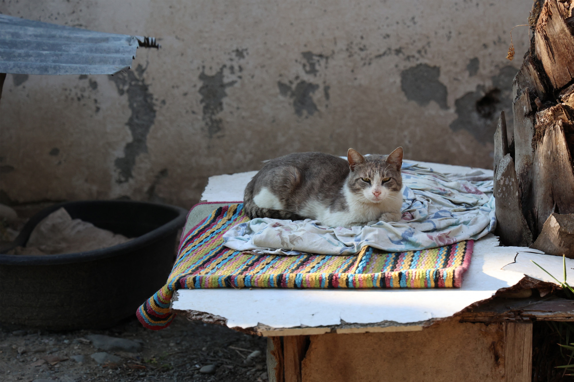 Embereknek fejlesztett gyógyszerrel küzdenek a ciprusi macskakoronavírus-hullámmal, amibe már több ezer állat pusztult bele