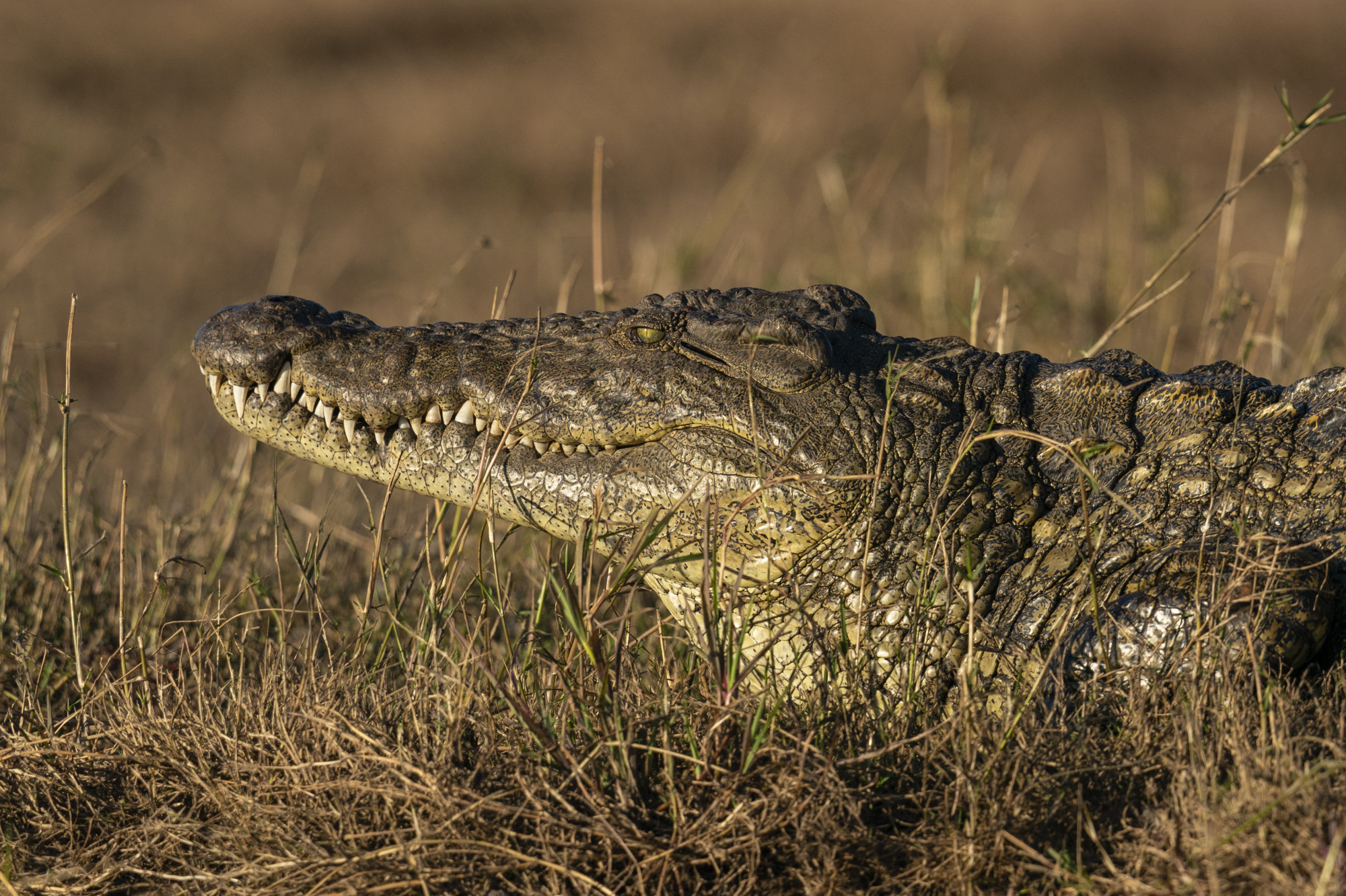 A krokodilok kedvenc hangja a gyereksírás
