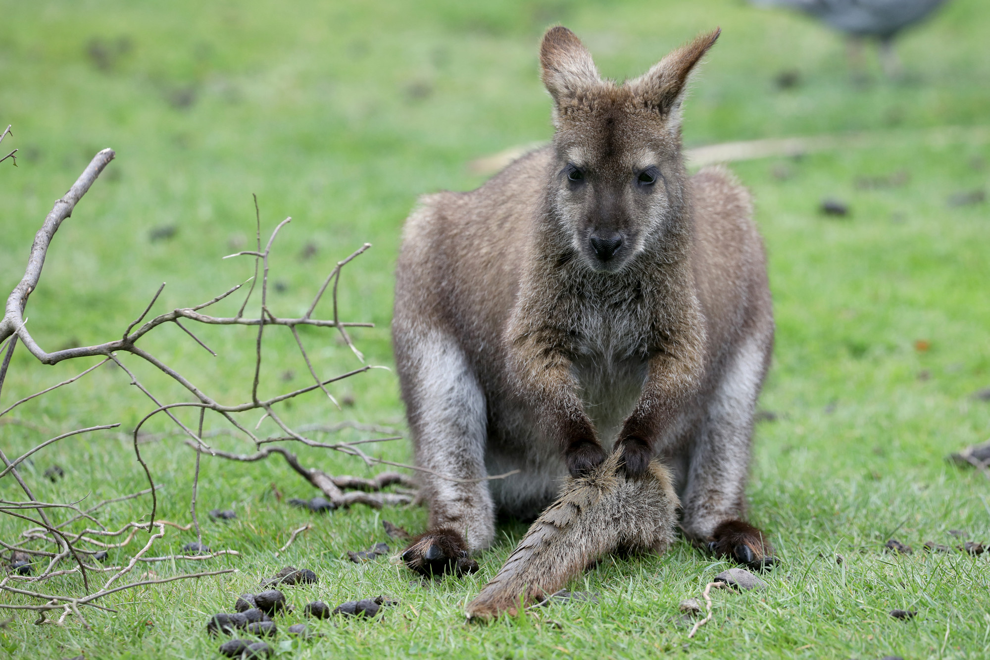 Egy több mázsás bika lett a végzete a móri farmról megszökött kengurunak