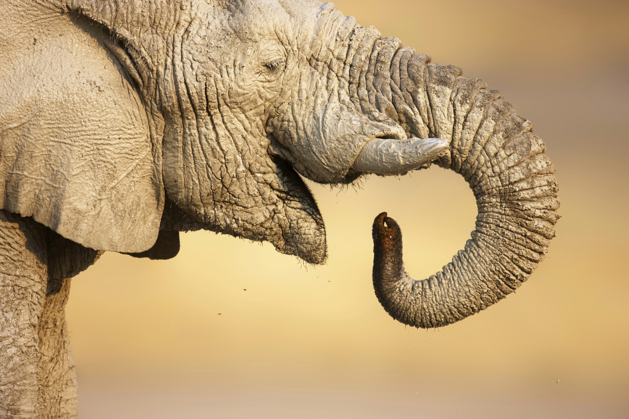 Idegesítik a turisták az afrikai elefántokat