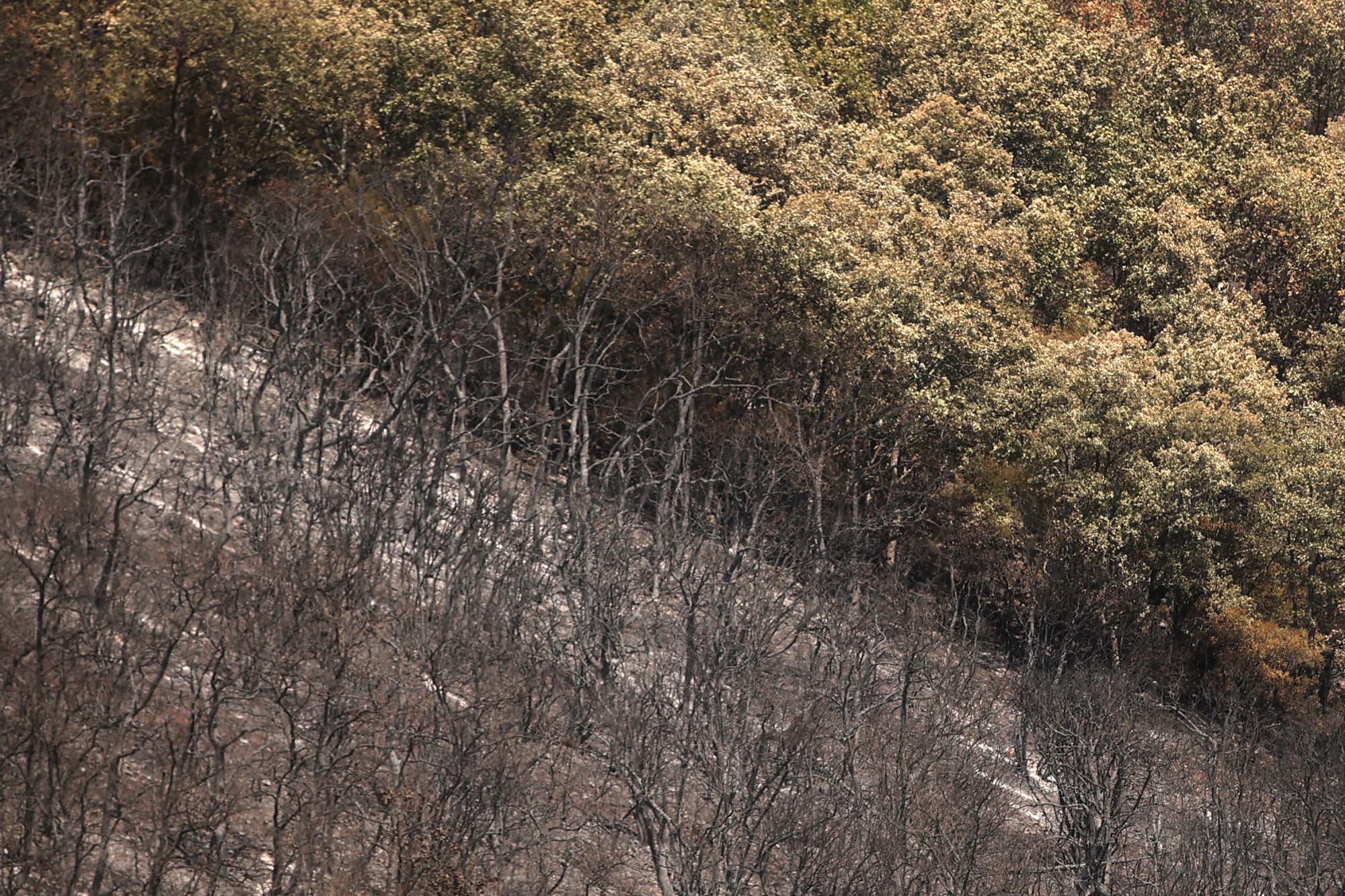 Γύρω από το Évrosz, μια τεράστια περιοχή προστατευόμενου δάσους κάηκε και οι φλόγες παραμένουν υπό έλεγχο στην περιοχή.