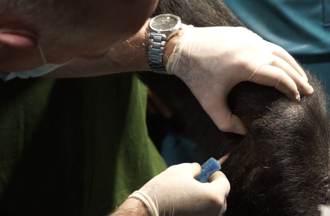 A világon először a budapesti állatkertben kapott gorilla sikeres őssejtterápiás kezelést