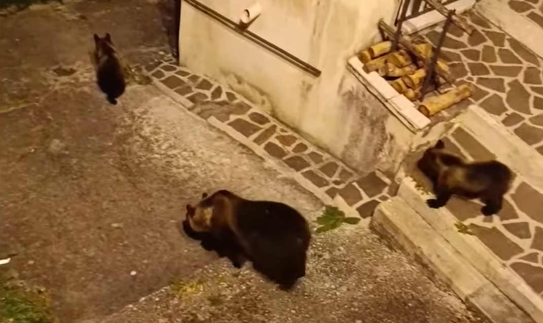 Sokkolta az olasz kisvárost, hogy lelőtték Amarenát, a közkedvelt helyi medvét